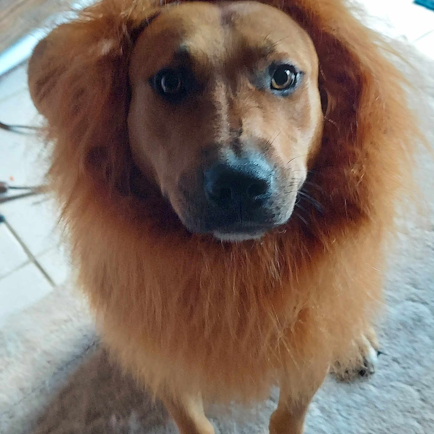 Bradley Cooper is registered to the contest to win money with this photo: animal, brown, canine, carpet, closeup, cute, dog, domestic, face, fur, furry, indoor, lion_costume, looking, mammal, mane, paws, pet, portrait, standing