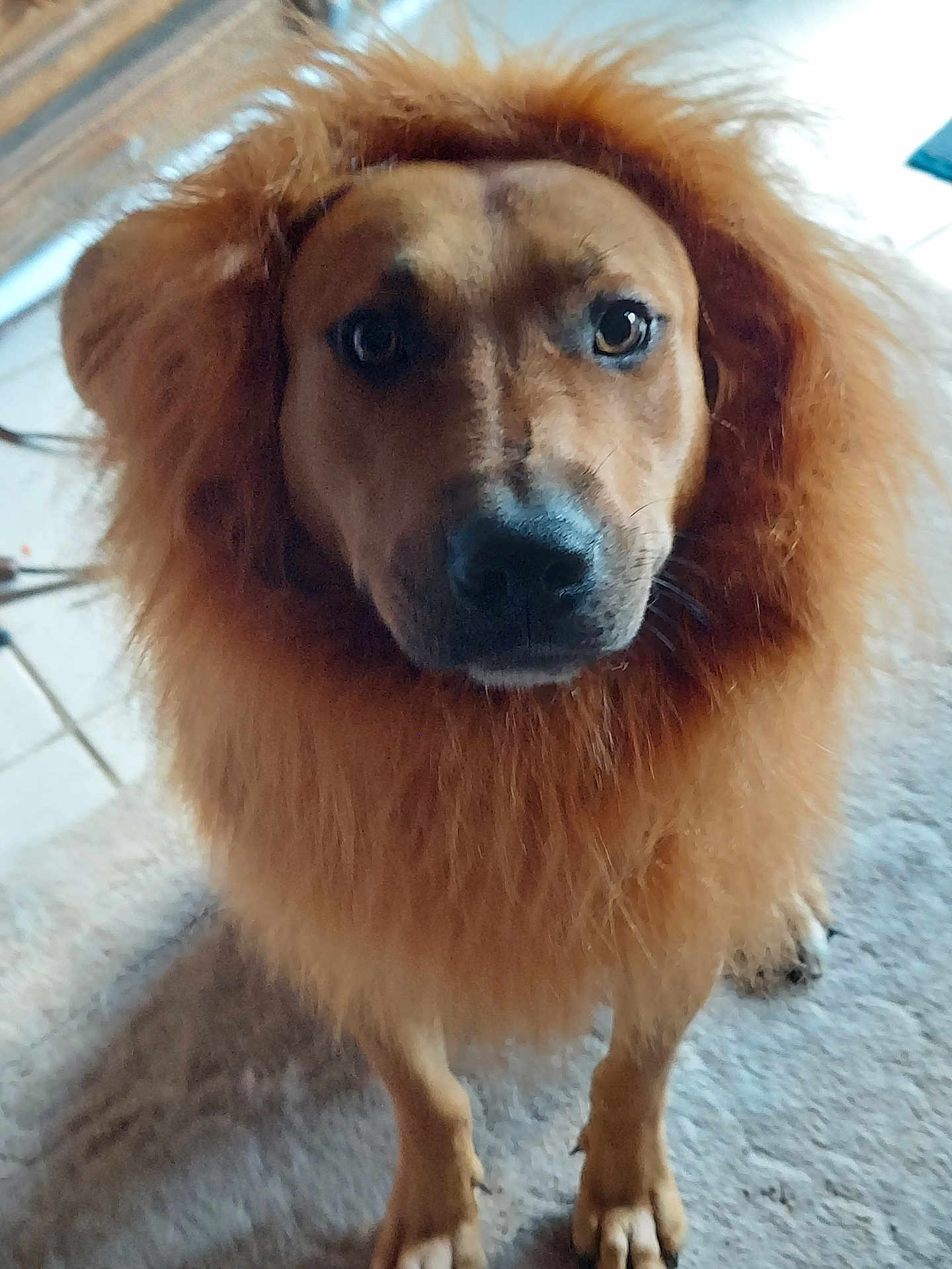 Bradley Cooper is registered to the contest to win money with this photo: dog, indoor, carpet, fur, mane, brown, pet, animal, cute, portrait, face, paws, looking, standing, furry, closeup, mammal, canine, domestic, lion_costume