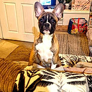 Bambi joined the competition — help win amazing prizes! bag, black, blanket, brown, couch, curious, dog, door, ears, furniture, home, indoor, lamp, living_room, pet, plant, puppy, rug, television, white