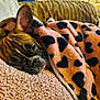 Bambi is registered to the contest to win money with this photo: animal, blanket, couch, cozy, cute, dog, ears, french_bulldog, fur, home, indoor, mammal, nose, pet, relaxed, resting, sleeping, snuggle, textile, warm