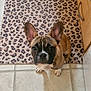 Bambi joined the competition — help win amazing prizes! animal, appliance, brown, cabinet, cute, dog, domestic, ears, floor, french_bulldog, indoor, kitchen, leopard_print, looking_up, pet, portrait, puppy, rug, tile, white_paws