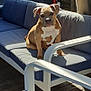 Baloo participe au concours pour gagner de l'argent avec cette photo : puppy, dog, brown, white, sofa, cushion, outdoor, sunlight, patio, furniture, wooden_deck, pet, canine, sitting, young_dog, relaxing, daylight, domestic_animal, ears, cute
