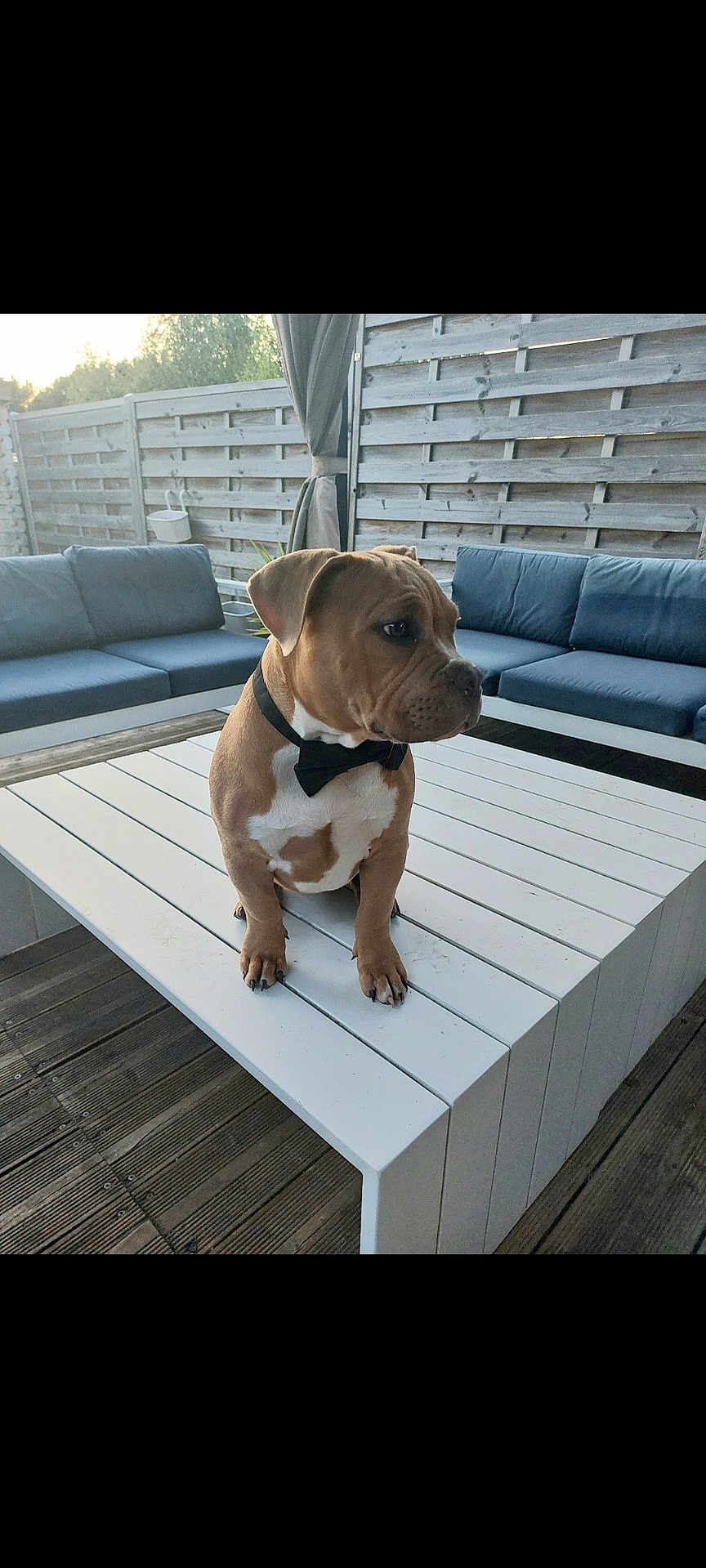 Baloo