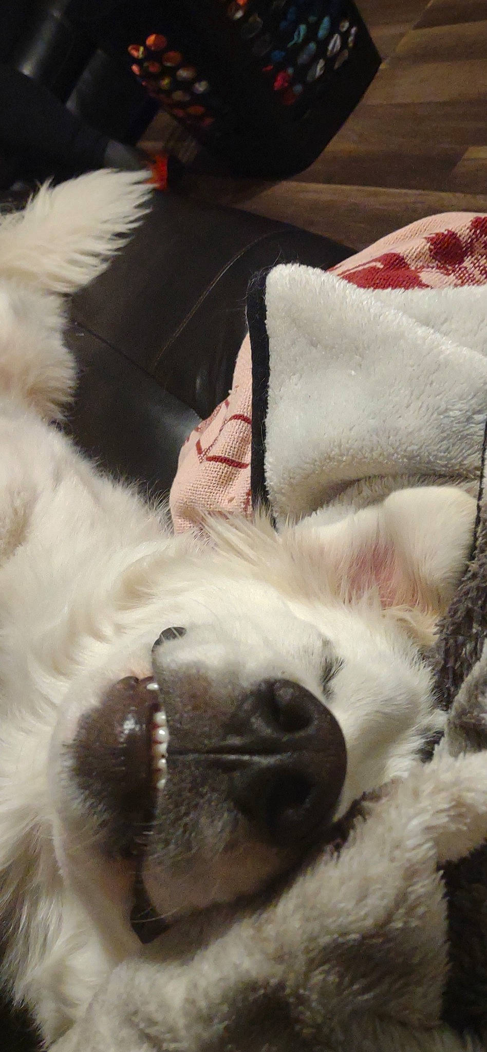 Bentley joined the competition — help win amazing prizes! canidae, carnivore, close_up, comfort, companion_dog, dog_breed, eyelash, fawn, felidae, fur, mammal, nap, paw, sky, small_to_medium_sized_cats, snout, sporting_group, tail, whiskers, working_animal