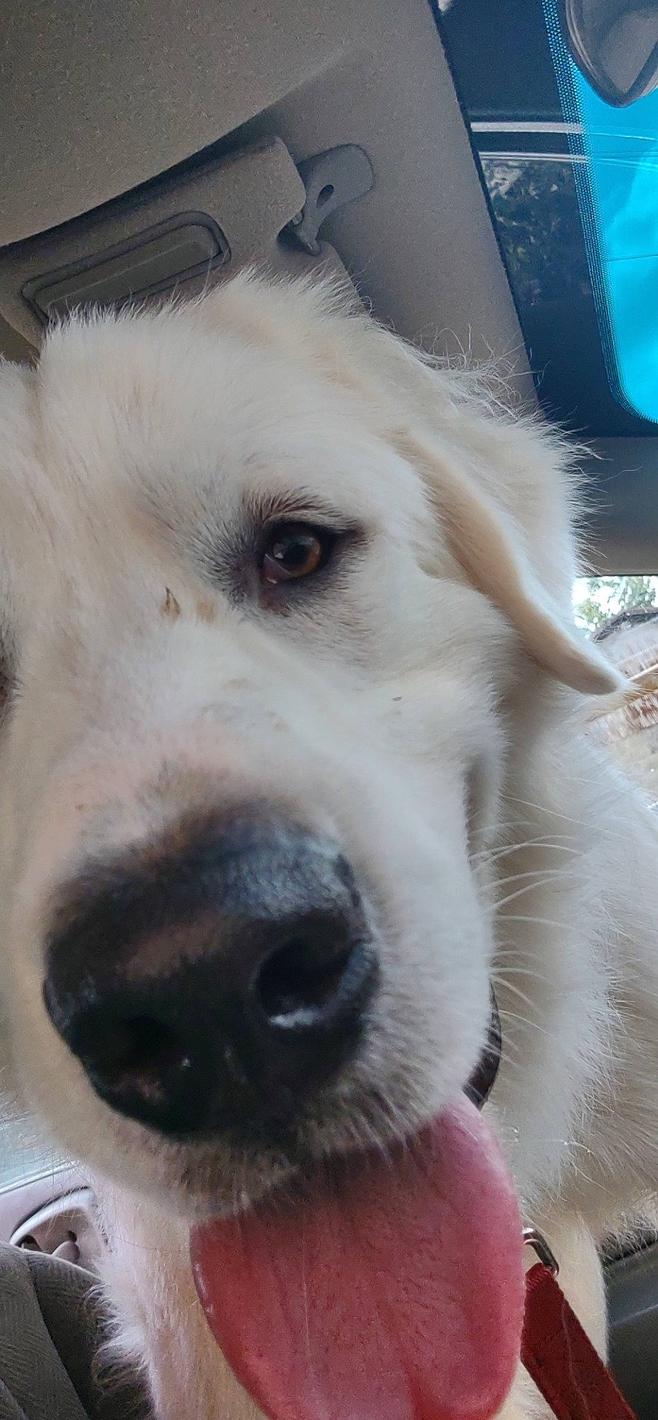 Bentley joined the competition — help win amazing prizes! ancient_dog_breeds, canidae, carnivore, companion_dog, dog, dog_breed, fang, fur, giant_dog_breed, livestock_guardian_dog, pet_supply, snout, sporting_group, terrestrial_animal, whiskers, working_animal, working_dog