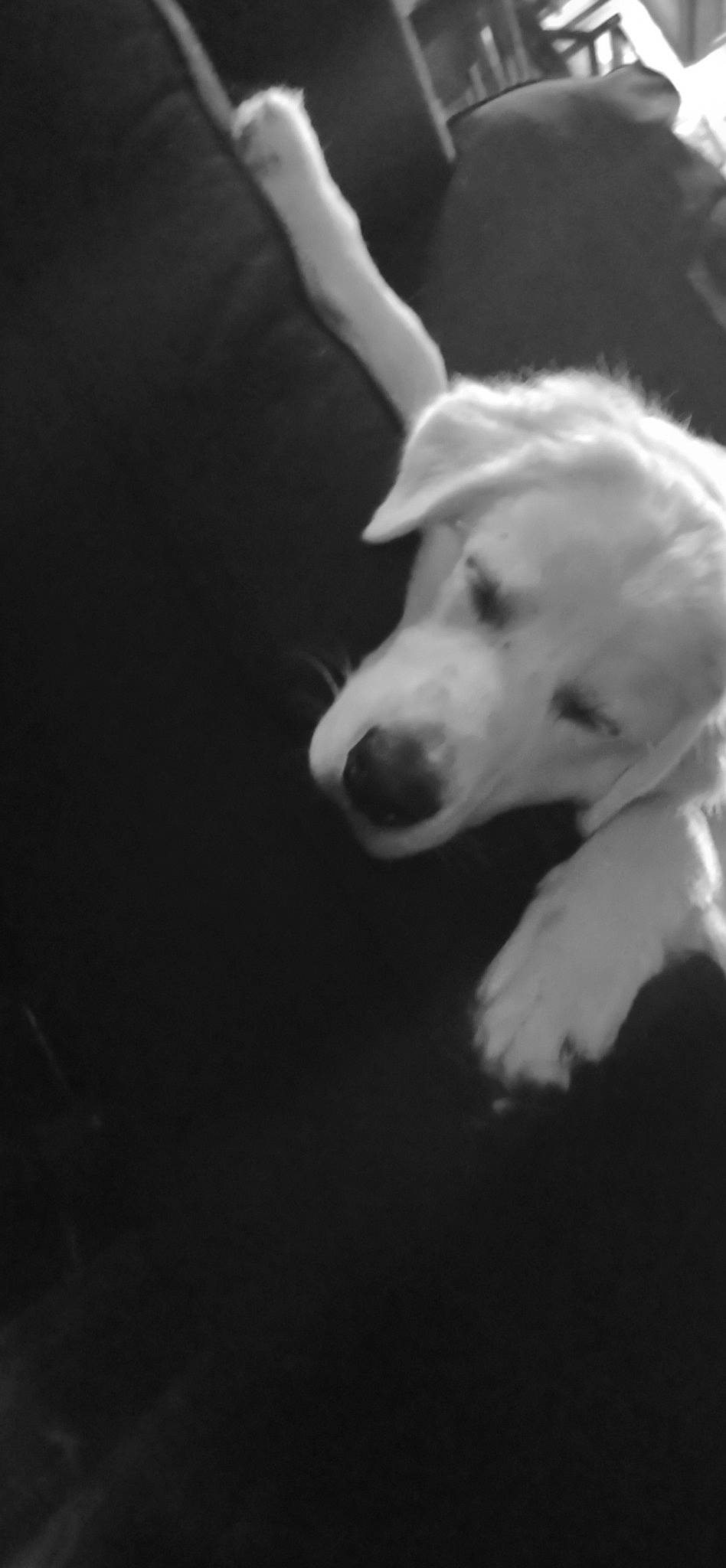 Bentley joined the competition — help win amazing prizes! canidae, carnivore, cloud, companion_dog, darkness, dog, dog_breed, flash_photography, fur, guard_dog, happy, monochrome, monochrome_photography, non_sporting_group, puppy, sky, snout, sporting_group, whiskers