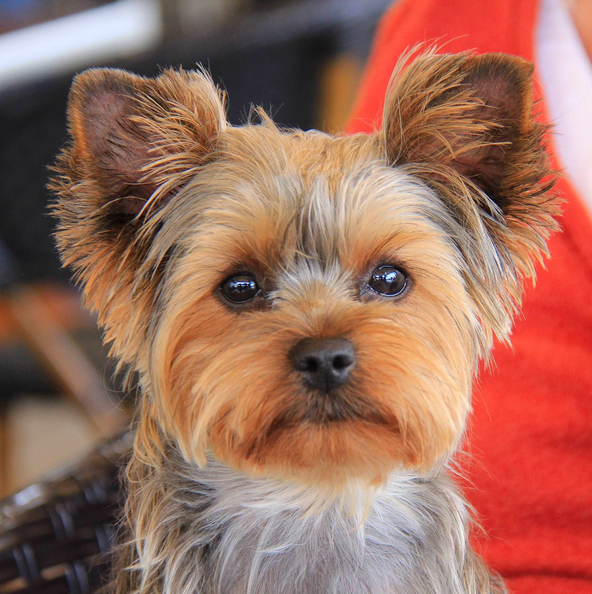 Ria participe au concours pour gagner de l'argent avec cette photo : biewer_terrier, canidae, carnivore, companion_dog, dog, dog_breed, dog_supply, fashion_accessory, fawn, fur, liver, small_terrier, snout, sporting_group, terrestrial_animal, terrier, toy_dog, working_animal, yorkipoo, yorkshire_terrier