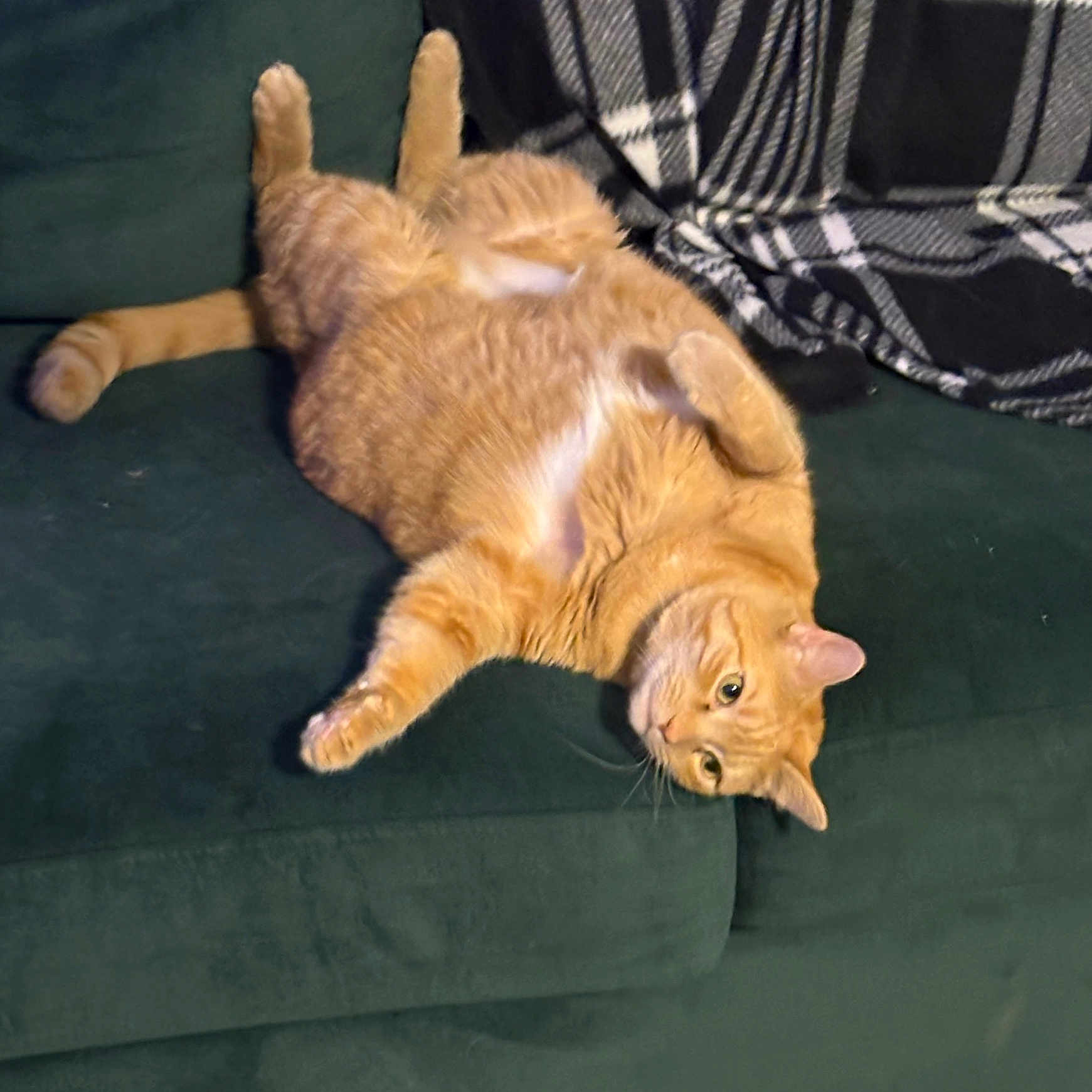 Ginger