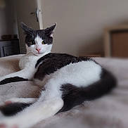 Rio a rejoint le concours — aidez-le/la à gagner de superbes lots ! black_and_white_cat, cat, pet, indoor, bed, blanket, lying_down, relaxed, whiskers, paws, tail, fur, looking_at_camera, portrait, close_up, domestic_animal, bedroom, door, furniture, blur_background