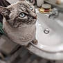 Rose participe au concours pour gagner de l'argent avec cette photo : animal, bathroom, blue_eyes, blurred_background, cat, close_up, curious, cute, domestic, domestic_animal, feline, fur, household, indoor, looking_up, mammal, pet, portrait, sink, whiskers