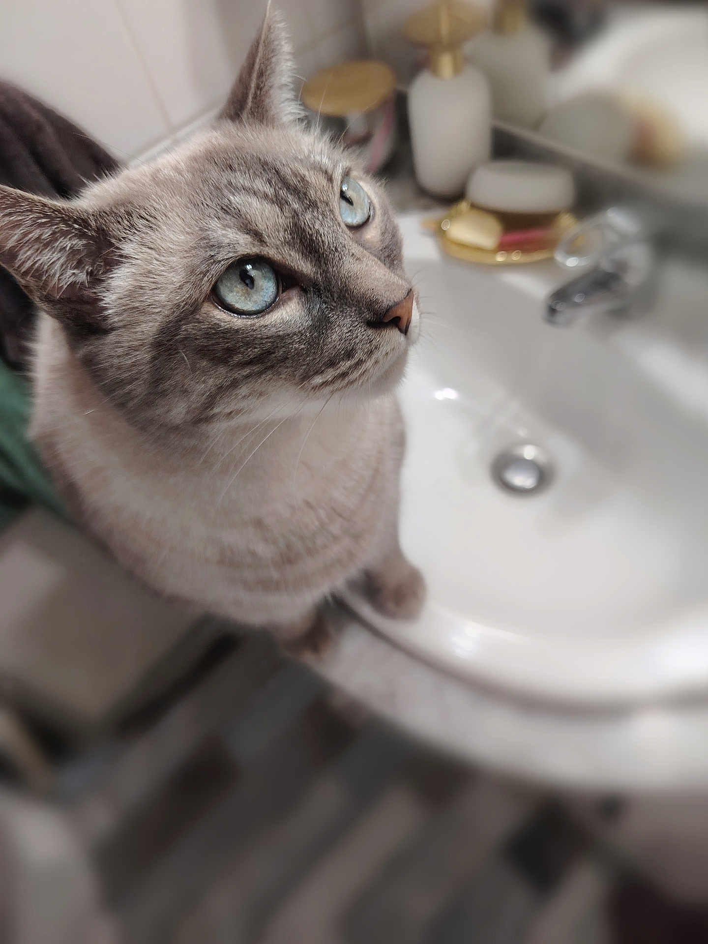 Rose participe au concours pour gagner de l'argent avec cette photo : animal, bathroom, blue_eyes, blurred_background, cat, close_up, curious, cute, domestic, domestic_animal, feline, fur, household, indoor, looking_up, mammal, pet, portrait, sink, whiskers