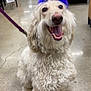 dog, party_hat, curly_fur, happy, store, leash, floor, pet, celebration, indoor, animal, tongue_out, smiling, white_fur, polka_dot, purple, retail, sitting, canine, cute