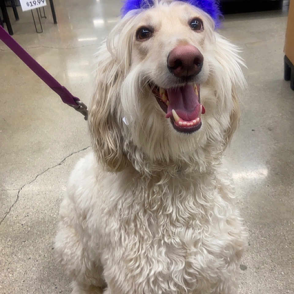 Char Char is registered to the contest to win money with this photo: animal, canine, celebration, curly_fur, cute, dog, floor, happy, indoor, leash, party_hat, pet, polka_dot, purple, retail, sitting, smiling, store, tongue_out, white_fur