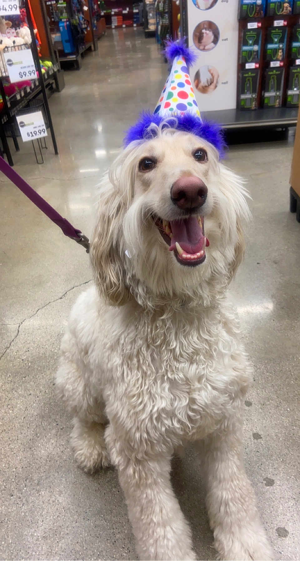 Char Char is registered to the contest to win money with this photo: dog, party_hat, curly_fur, happy, store, leash, floor, pet, celebration, indoor, animal, tongue_out, smiling, white_fur, polka_dot, purple, retail, sitting, canine, cute