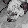 animal, black_and_white, calm, carpet, close_up, collar, companion, cute, dog, domestic_dog, fur, indoor, paw, peaceful, pet, relaxation, resting, sleeping, sparkles, speckled_fur