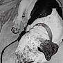 animal, black_and_white, blanket, canine, collar, comfort, companion, cozy, cute, dog, fur, indoor, nap, paw, peaceful, pet, relaxation, resting, sleeping, spot