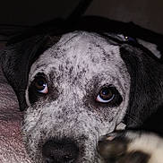 Karma is registered to the contest to win money with this photo: animal, bedroom, black_nose, blanket, brown_eyes, close_up, cozy, cute, dog, ears, fur_texture, indoor, lying_down, paw, pet, portrait, relaxed, snout, soft, speckled_fur