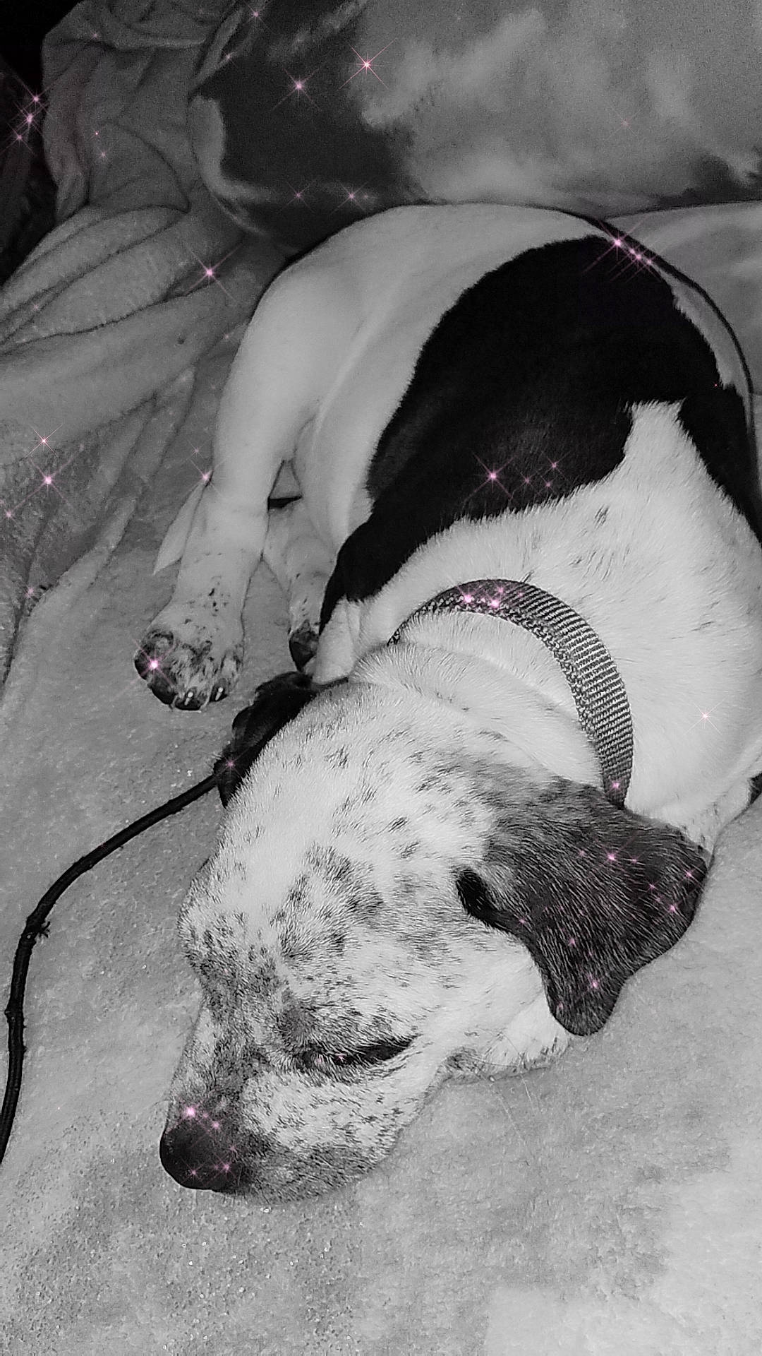 animal, black_and_white, blanket, canine, collar, comfort, companion, cozy, cute, dog, fur, indoor, nap, paw, peaceful, pet, relaxation, resting, sleeping, spot