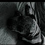 animal, black_and_white, blanket, calm, close_up, collar, cozy, dog, ears, fur, grainy, indoor, low_light, pet, quiet, relaxation, resting, shadow, sleeping, texture