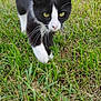 alert, animal, background, black_and_white, cat, close_up, curious, daylight, feline, garden, grass, green, mammal, nature, outdoor, pet, tail, walking, whiskers, young