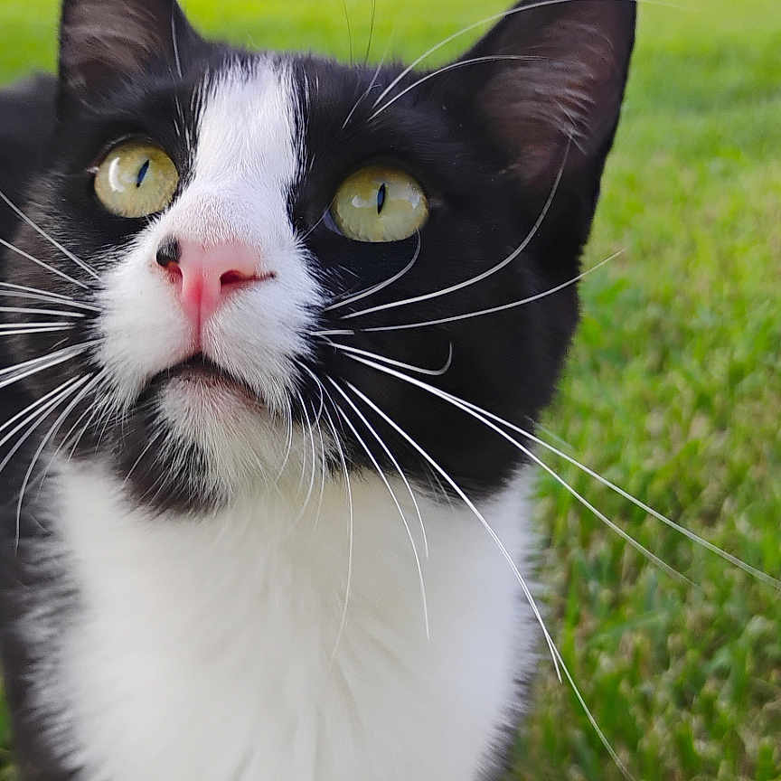 Shadow is registered to the contest to win money with this photo: alert, animal, black_and_white, cat, closeup, curious, cute, domestic_cat, feline, grass, green_eyes, mammal, nature, outdoor, pet, portrait, soft_focus, tuxedo_cat, whisker_detail, whiskers