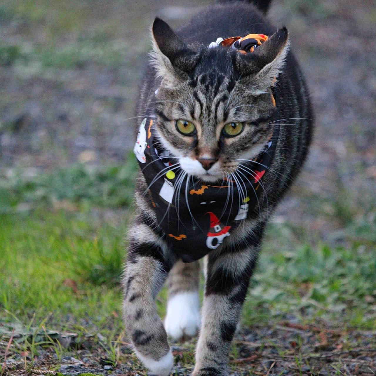 Lynx a rejoint le concours — aidez-le/la à gagner de superbes lots ! american_shorthair, american_wirehair, asian, carnivore, cat, domestic_short_haired_cat, european_shorthair, felidae, grass, mammal, small_to_medium_sized_cats, snout, sporting_group, tabby_cat, tail, terrestrial_animal, whiskers, wild_cat, wildlife