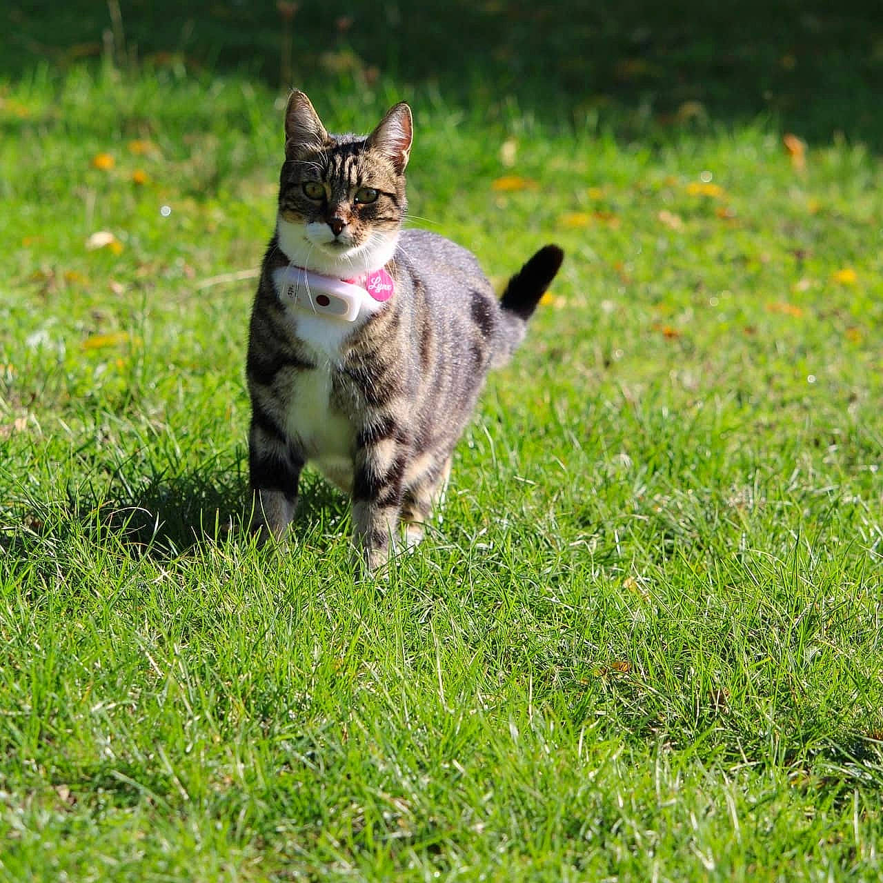Lynx participe au concours pour gagner de l'argent avec cette photo : american_wirehair, asian, carnivore, cat, domestic_short_haired_cat, dragon_li, european_shorthair, felidae, grass, kitten, lawn, mammal, plant, small_to_medium_sized_cats, tabby_cat, tail, vertebrate, whiskers, wild_cat, wildlife