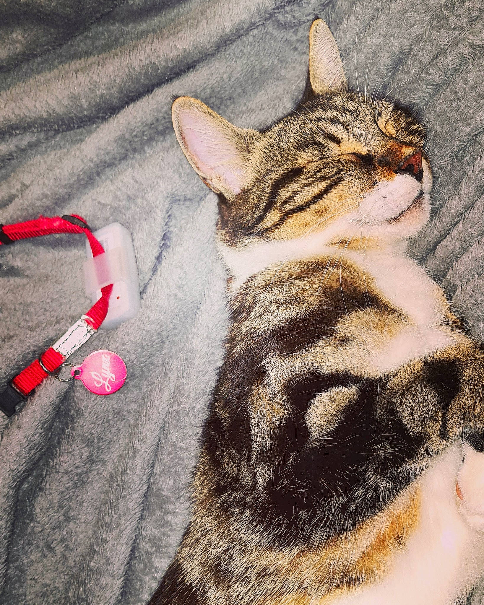 Lynx a rejoint le concours — aidez-le/la à gagner de superbes lots ! aegean_cat, american_shorthair, american_wirehair, asian, california_spangled, carnivore, cat, domestic_short_haired_cat, dragon_li, ear, european_shorthair, eye, felidae, fur, kitten, paw, small_to_medium_sized_cats, tabby_cat, tail, whiskers