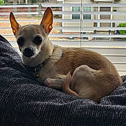 Trixie joined the competition — help win amazing prizes! dog, chihuahua, small_dog, pet, indoor, blanket, window_blinds, curled_up, tan_fur, white_fur, collar, bell, resting, looking_at_camera, ears_up, suburban, house, daylight, cozy, domestic