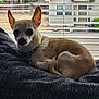 dog, chihuahua, small_dog, pet, indoor, blanket, window_blinds, curled_up, tan_fur, white_fur, collar, bell, resting, looking_at_camera, ears_up, suburban, house, daylight, cozy, domestic