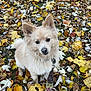 dog, autumn_leaves, outdoor, fall, leash, canine, fluffy, pet, nature, grass, seasonal, yellow_leaves, brown_leaves, white_fur, ears, collar, animal, cute, sitting, portrait