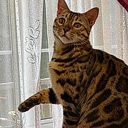 Lacy is registered to the contest to win money with this photo: brown_fur, cat, curtain, domestic_animal, ears, feline, household, indoor, lace_curtain, looking_up, paw, pet, portrait, sitting, stripes, sunlight, tabby_cat, whiskers, window, windowsill