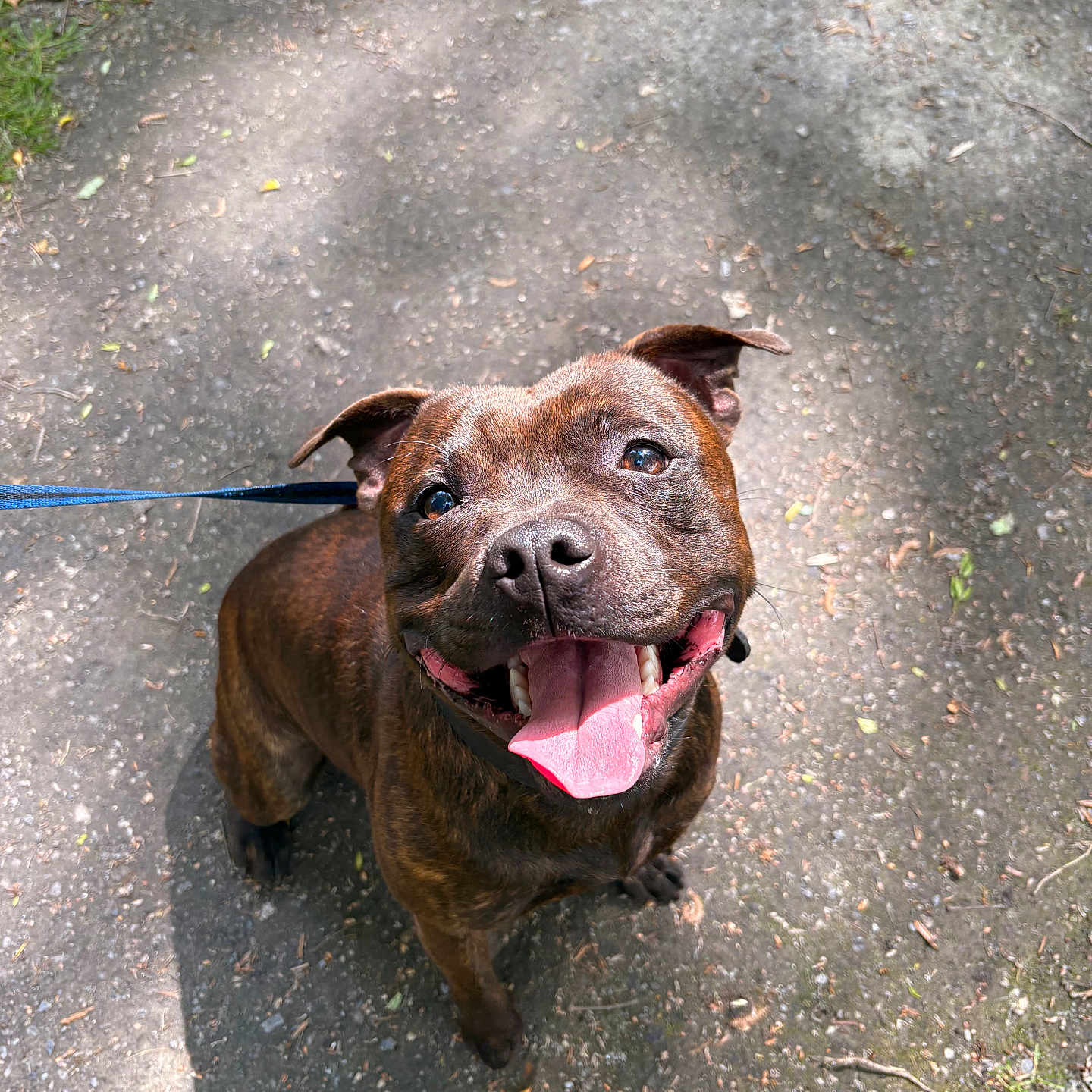 Valgo a rejoint le concours — aidez-le/la à gagner de superbes lots ! accessories, animal, bodypart, boxer, bulldog, canine, dog, frenchbulldog, grass, hound, labradorretriever, leash, mouth, person, pet, pitbull, plant, puppy, strap, tongue