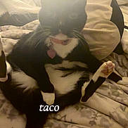 Taco is registered to the contest to win money with this photo: animal, bed, black_and_white, blanket, cat, collar, cozy, cute, domestic_cat, feline, fur, indoor, named_pet, pet, pillows, relaxed, resting, sitting, tuxedo_cat, whiskers