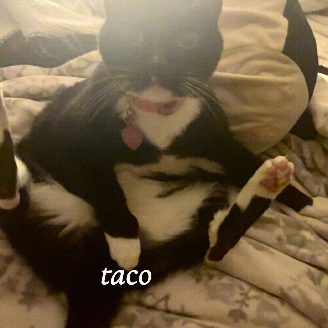 Taco