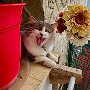 Willow Rose is registered to the contest to win money with this photo: cat, feline, yawning, teeth, tongue, wooden_surface, red_pot, dried_flowers, sunflowers, green_mesh, wall_texture, pet, animal, whiskers, fur, claws, indoor, relaxed, closeup, cute