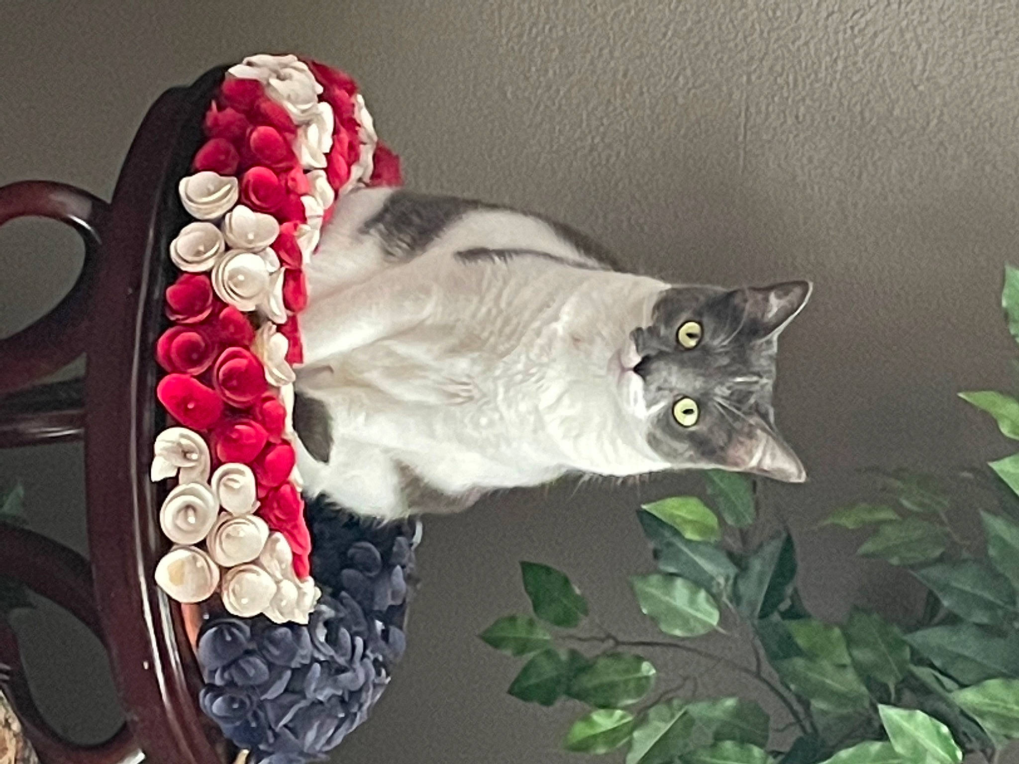 Graycie is registered to the contest to win money with this photo: art, artificial_flower, carmine, carnivore, cat, cut_flowers, domestic_short_haired_cat, felidae, flower, flowering_plant, fur, grey, pattern, petal, plant, small_to_medium_sized_cats, snout, tail, whiskers, window