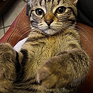 Cora participe au concours pour gagner de l'argent avec cette photo : abyssinian, animal, armchair, cat, chair, couch, egyptiancat, furniture, kitten, manx, person, pet, sleeping