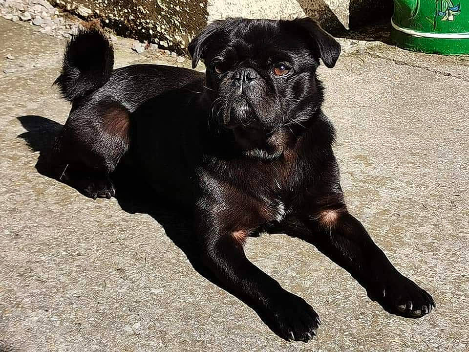 Nuggets a rejoint le concours — aidez-le/la à gagner de superbes lots ! canidae, carnivore, claw, companion_dog, dog, dog_breed, fawn, liver, non_sporting_group, pug, puppy, shadow, snout, sporting_group, terrestrial_animal, tongue, toy_dog, working_animal, working_dog, wrinkle