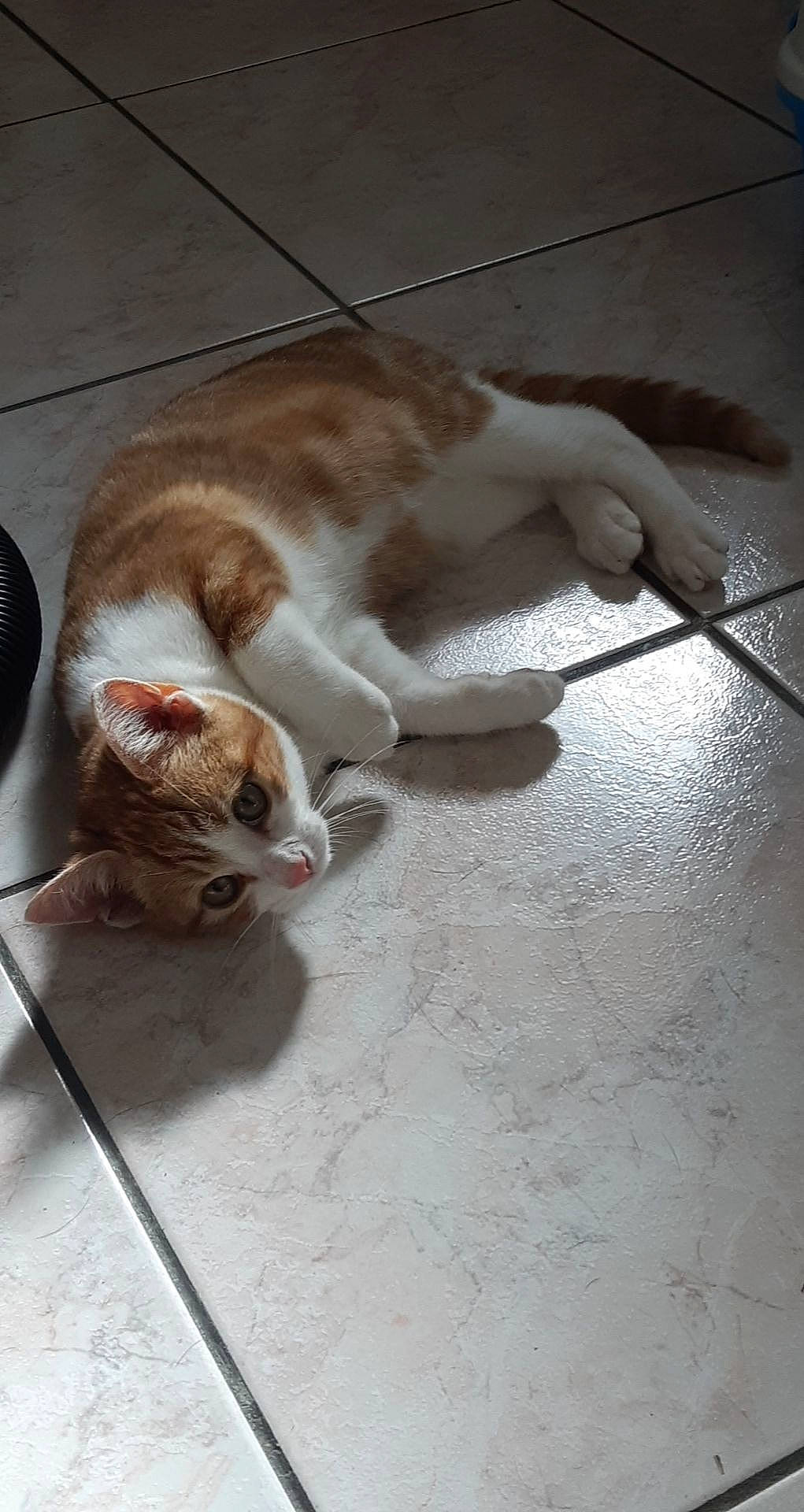 Nj a rejoint le concours — aidez-le/la à gagner de superbes lots ! carnivore, cat, claw, collar, domestic_short_haired_cat, fawn, felidae, floor, flooring, fur, paw, pet_supply, small_to_medium_sized_cats, snout, tail, terrestrial_animal, tile, tile_flooring, vertebrate, whiskers