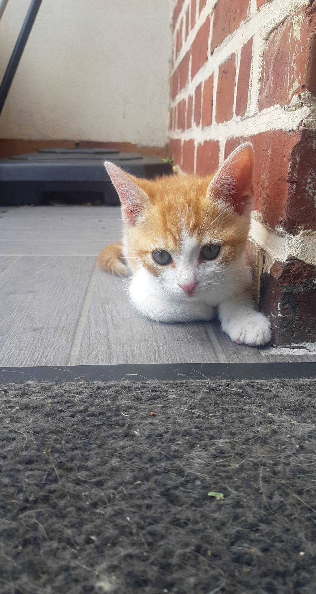 Nj participe au concours pour gagner de l'argent avec cette photo : brick, brickwork, carnivore, cat, domestic_short_haired_cat, felidae, foot, fur, kitten, mat, paw, small_to_medium_sized_cats, snout, tail, toe, whiskers