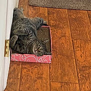 Daisy is registered to the contest to win money with this photo: cat, cats, tabby, kitten, pet, animal, indoor, wooden_floor, rug, cardboard_box, scratcher, pink, lounging, playing, sleeping, upside_down, portrait, eyes, whiskers, home
