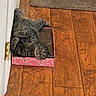 cat, cats, tabby, kitten, pet, animal, indoor, wooden_floor, rug, cardboard_box, scratcher, pink, lounging, playing, sleeping, upside_down, portrait, eyes, whiskers, home