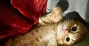 Sonic joined the competition — help win amazing prizes! kitten, cat, orange_cat, paw, fur, blanket, red_blanket, gray_blanket, cute, pet, animal, sleeping, resting, indoors, cozy, whiskers, small, feline, playful, young