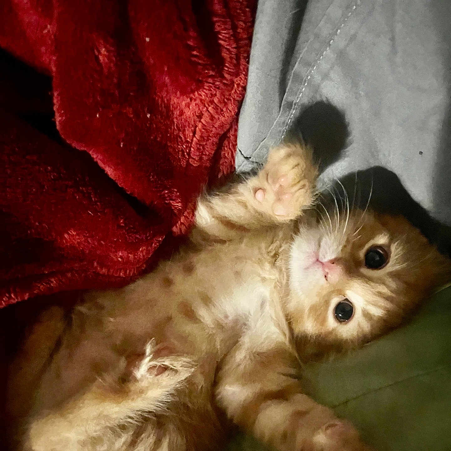 Sonic joined the competition — help win amazing prizes! kitten, cat, orange_cat, paw, fur, blanket, red_blanket, gray_blanket, cute, pet, animal, sleeping, resting, indoors, cozy, whiskers, small, feline, playful, young