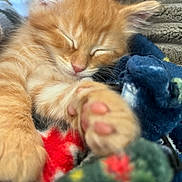 Sonic is registered to the contest to win money with this photo: kitten, orange_tabby, sleeping, paw, close_up, furry, cute, pet, cozy, blanket, toy, indoor, soft, fur, relaxed, animal, whiskers, pink_nose, ears, nap