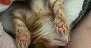 Sonic is registered to the contest to win money with this photo: animal, blanket, cat, closeup, cozy, cute, fur, indoor, kitten, orange, paw, paws, pet, pink_paw_pads, relaxed, resting, sleeping, snuggled, soft, white