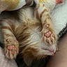 kitten, cat, paws, sleeping, cozy, blanket, orange, white, pink_paw_pads, fur, cute, pet, resting, snuggled, soft, indoor, animal, relaxed, closeup, paw