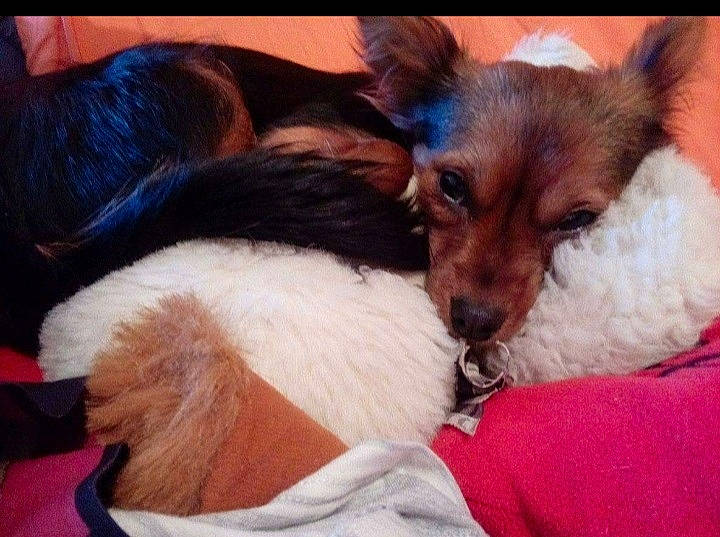 Iris a rejoint le concours — aidez-le/la à gagner de superbes lots ! canidae, carnivore, comfort, companion_dog, dog, dog_breed, dog_supply, ear, fawn, fur, lap, mammal, paw, puppy_love, snout, sporting_group, terrier, toy_dog, whiskers, working_animal