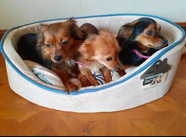 Iris participe au concours pour gagner de l'argent avec cette photo : bowl, canidae, carnivore, companion_dog, dog, dog_breed, dog_crate, dog_supply, fawn, fur, liver, mammal, pet_supply, puppy, snout, sporting_group, toy_dog, volpino_italiano, whiskers, working_animal